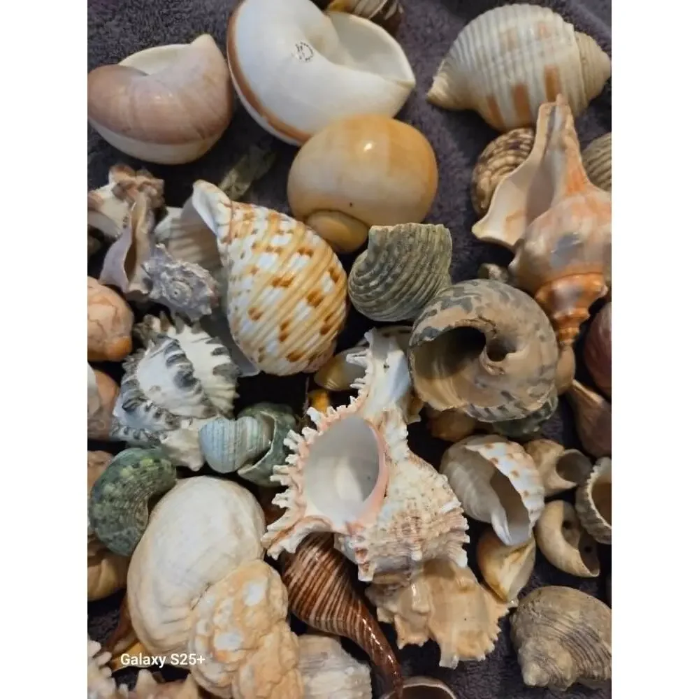 50+ Assorted Natural Hermit Crab Shells - All Sizes! New Homes! - Picture 3 of 4
